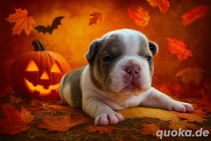 Französische Bulldogge Welpen der Extraklasse in Isabella Cherry Tan mit Ahnentafel Bild 8