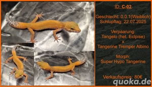 Die letzten 3 Leopardgecko Mädels der Saison Bild 3