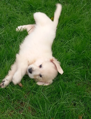 Golden Retriever Labrador Mischlingswelpen