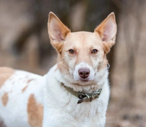 Ziri ist das sanfte Herz aus Dresden sucht sein Zuhause