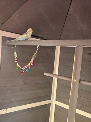 Wellensittiche Hahn entflogen 