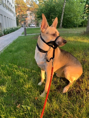 Monki - der sensible Hund mit großem Herz sucht sein sicheres Zuhause