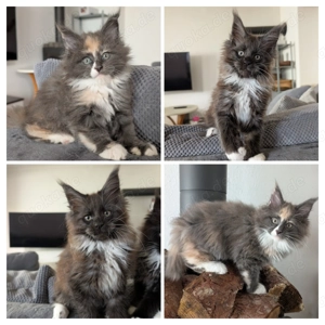 Wunderschöne typvolle liebe Maine Coon Kitten Kätzchen mit Stammbaum Hundelieb