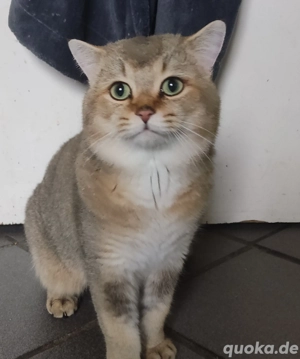 BKH Golden Shaded Kater Bringen möglich 