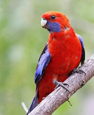 Suche Pennantsittich Hahn