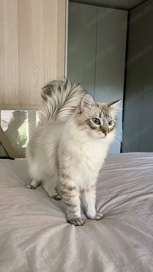 Neva Masquarade Deckkater 