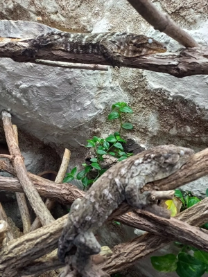 Rhacodactylus Leachianus 