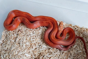 Hypo Diffused Motley Kornnatter 2024