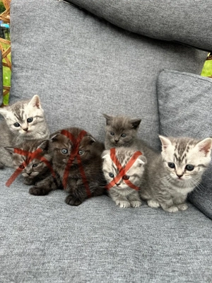 Süße BKH-Kitten abzugeben