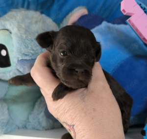Cockerpoo Welpen mit Ahnentafel 