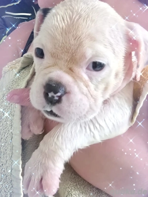 Old Englische Bulldogge 