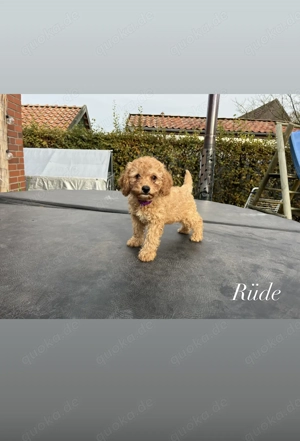 Reinrassige Zwergpudelwelpen abgabebereit