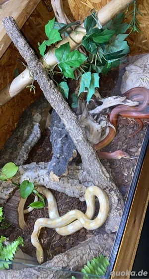 Zwei kornnatter Butter Motley (het Clown) und Classic Striped Crisis