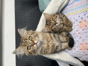 Britisch Langhaar Kitten