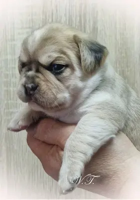 Französische Bulldoggen Welpen - Frengle -Rüden