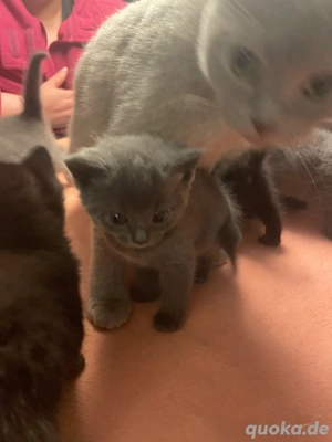 super süße BKH Kitten