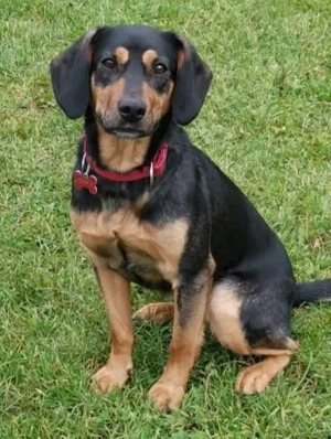 Wer sucht eine treue Lebensgefährtin? Bild 1