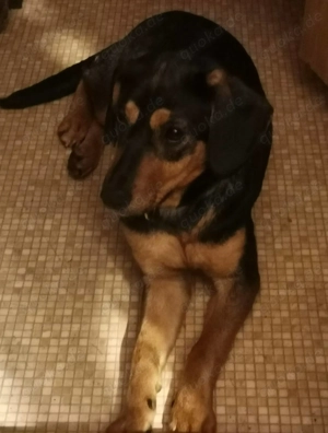 Wer sucht eine treue Lebensgefährtin? Bild 3