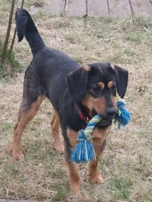 Wer sucht eine treue Lebensgefährtin? Bild 2