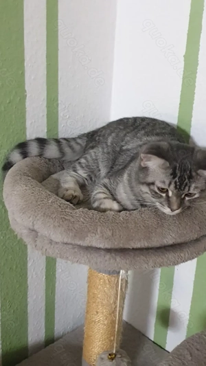 .Kluge,hübsche Jungs Bkh