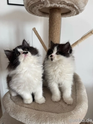 britisch langhaar babys  Bild 5