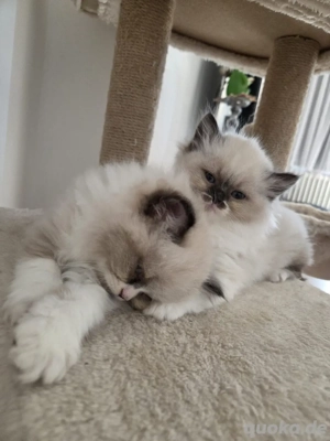 britisch langhaar babys  Bild 4