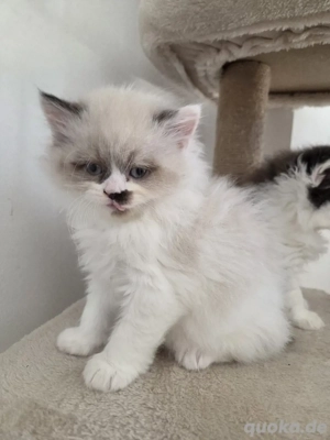 britisch langhaar babys  Bild 3