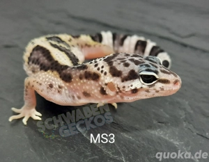 Leopardgecko Super Hypo Tangerine,  High Yellow, Mack Snow Combos Bild 6
