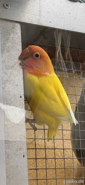 Junger Agapornide abzugeben 