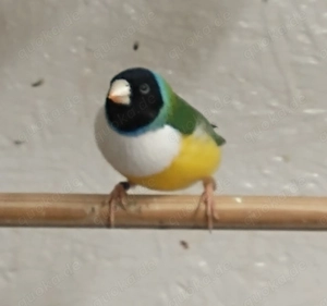 Habe noch 3 sehr schöne Paare Gouldsamadinen aus meiner 2025er Zucht abzugeben.