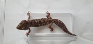 3 Leopardgeckos inkl. komplett eingerichtetem Terrarium