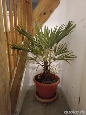 schöne Palme zu verkaufen