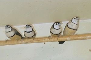 2 sehr schöne Paare Ringel-Astrilde abzugeben.