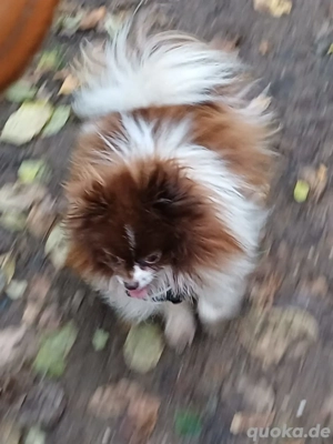 Süßer Pomeranian Zwergspitz Rüde