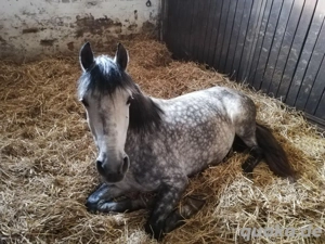 4 Pferde zum verkauf dringend