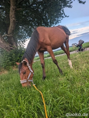 Luitano Hengst Dringend