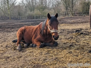 4 Pferde zum verkauf dringend Bild 3