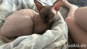 sphynx katzen adult mit Stammbaum 