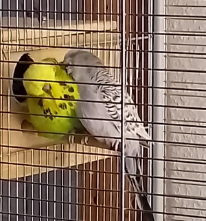 Handzahme Schau-Wellensittiche