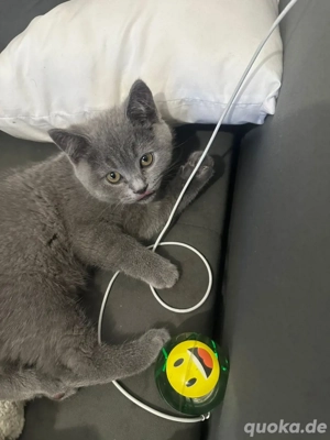 Britisches kurzes Haar BKH zu verkaufen (14 Woche alt)