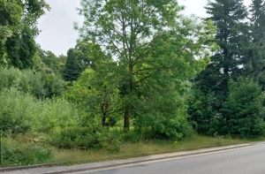 Baugrundstück 1.147 qm in Clausthal-Zellerfeld provisionsfrei