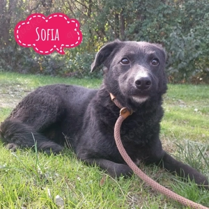 Sofia, hübsche und brave Mischlingshündin braucht endlich ein Zuhause