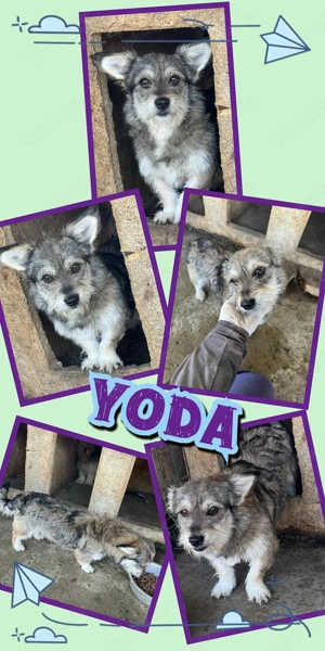 kleiner, lustiger, menschenbezogener, lieber Rüde "Yoda" sucht ein liebevolles Zuhause