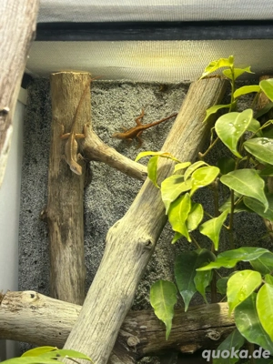 Anolis Sagrei Pärchen
