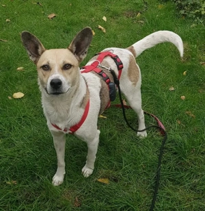 Freundlicher Nae wartet auf ein gemütliches Zuhause 