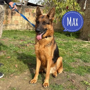 Max, bildhübscher Deutscher Schäferhund, sehr verträglich und intelligent