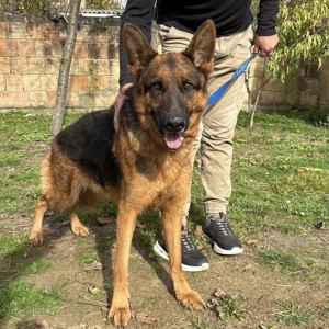 Max, bildhübscher Deutscher Schäferhund, sehr verträglich und intelligent Bild 4