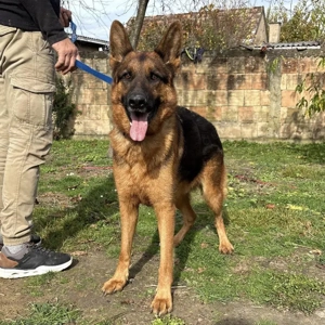 Max, bildhübscher Deutscher Schäferhund, sehr verträglich und intelligent Bild 2