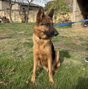 Max, bildhübscher Deutscher Schäferhund, sehr verträglich und intelligent Bild 3