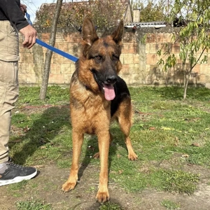Max, bildhübscher Deutscher Schäferhund, sehr verträglich und intelligent Bild 5